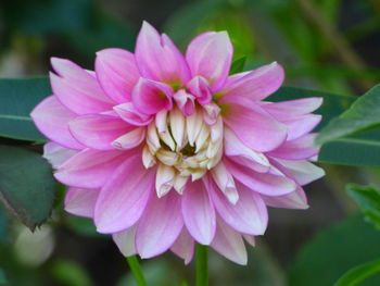 Close-up of pink flower blooming outdoors