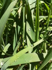 Close-up of wet grass