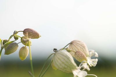 Close-up of white flowering plants