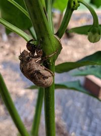 Close-up of insect on plant