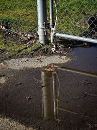 Reflection of trees on water