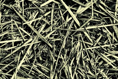 Full frame shot of grass