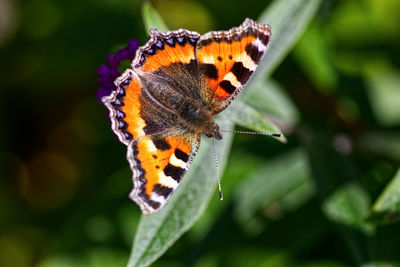 Close-up of butterfly pollinating flower