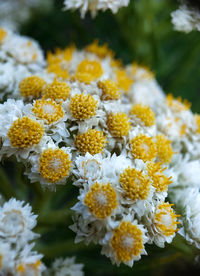 Mountain edelweiss flower. eternal flower that lives above 2500 meters above sea level