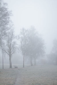 Trees on snow covered land