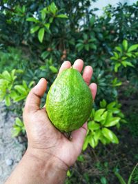 Close-up of hand holding guava