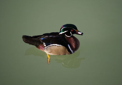 Duck swimming in a lake