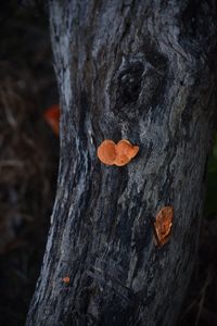 Close-up of tree trunk