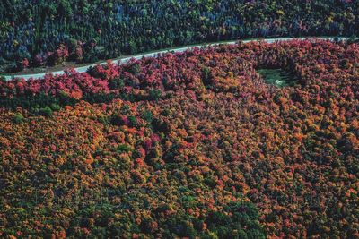 High angle view of trees on field during autumn