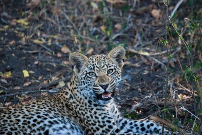 Leopard in south africa