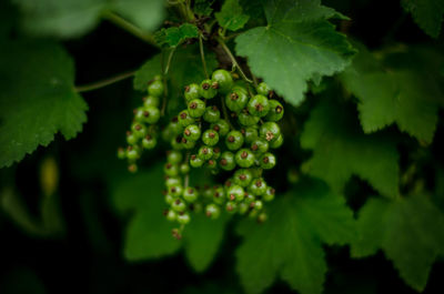 Close-up of berries growing on plant