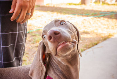 Close-up of a dog