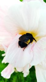 Close-up of bee pollinating flower