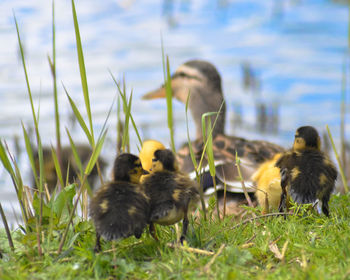 Close-up of young bird on grass