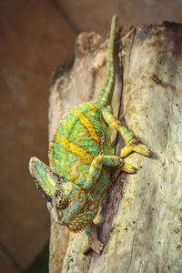 Close-up of lizard on tree trunk