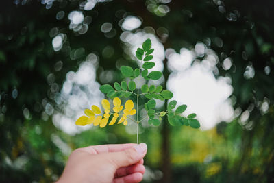 Close-up of hand holding yellow flowering plant