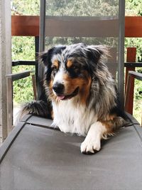 Portrait of dog sitting on floor