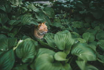 Cat sitting amidst plants