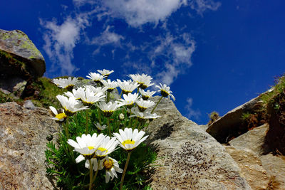 Close-up of white flowering plant against blue sky