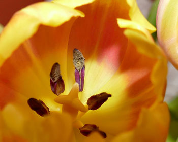 Close-up of insect on yellow flower