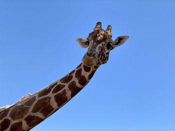 Low angle view of giraffe against clear blue sky