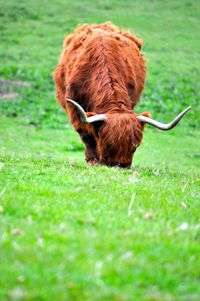 Horse on grass