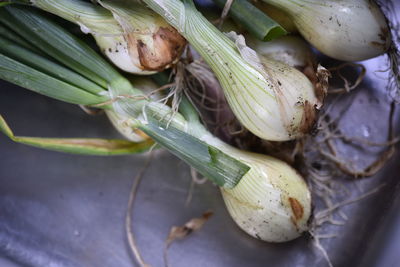 High angle view of vegetables