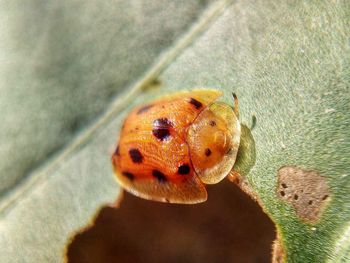 Close-up of ladybug on plant