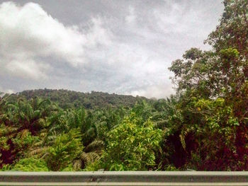 View of trees on landscape