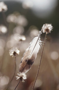 Close-up of white flowers