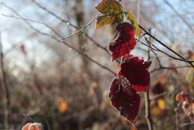 Close-up of red leaves on tree