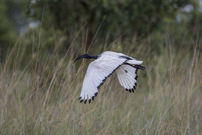 Bird flying over a field