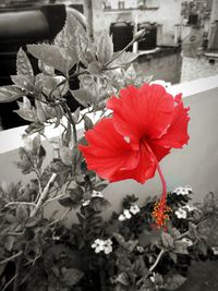 Close-up of red hibiscus blooming outdoors