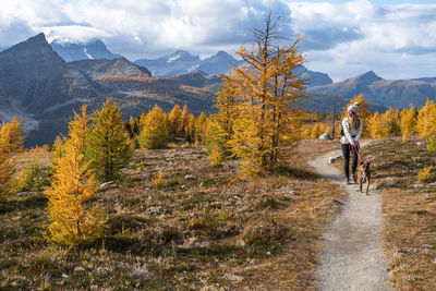 Dog walking through healey pass during fall in the rockies