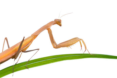 Close-up of insect against white background