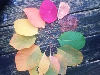 Close-up of autumn leaves on wood