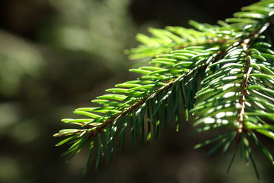 Close-up of palm tree leaves