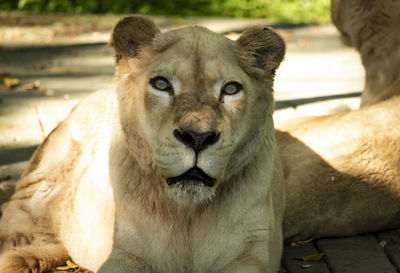 A white lion at the cincinnati to catch it awake.