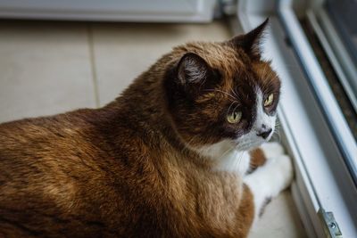 Close-up of cat