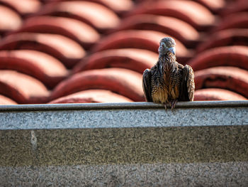 Cute action bird on the roof of the house