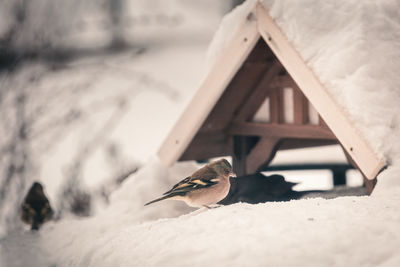 Bird on a snow