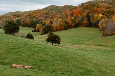 Scenic view of field against sky during autumn