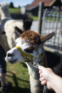 Close up of an alpaca before a walk