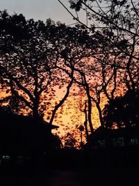 Silhouette of trees at sunset