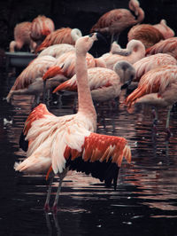 View of birds in lake