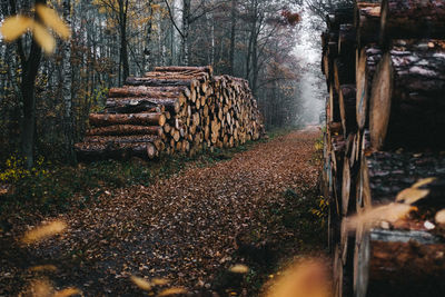 Stack of logs on field in forest