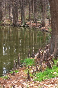 Trees in water