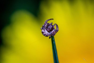 Close-up of insect on yellow flower