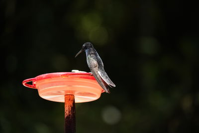 Close-up of bird perching on a feeder