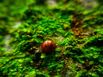 Close-up of ladybug on leaf
